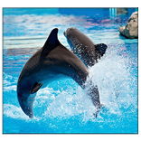 Dolphin Live Wallpaper