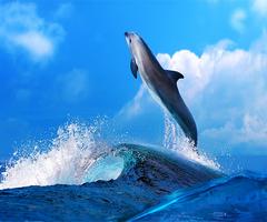 дельфин живые обои постер