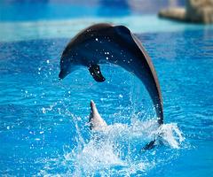 برنامه‌نما Dolphin Live Wallpaper عکس از صفحه