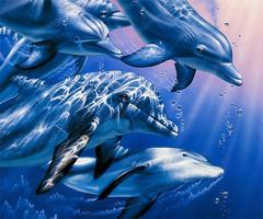 3 Schermata delfino Live Wallpaper