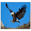 Eagle Live Wallpaper APK