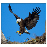 ईगल लाइव वॉलपेपर