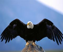 Eagle Live Wallpaper syot layar 1