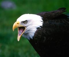 Eagle Live Wallpaper syot layar 2