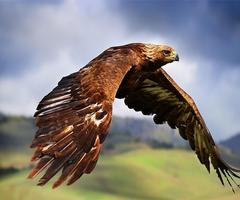 3 Schermata Eagle Live Wallpaper