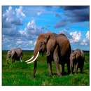 Elephant Live Wallpaper APK