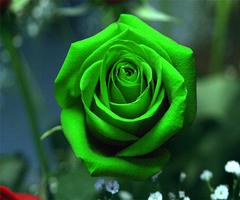 Green Rose capture d'écran 1