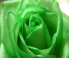 Green Rose capture d'écran 3