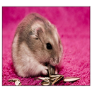 Hamster Live Wallpaper APK