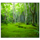 जंगल लाइव वॉलपेपर