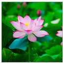 Lotus Live Wallpaper APK