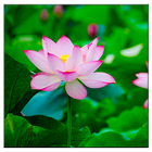 Lotus آئیکن