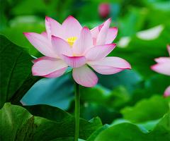 Lotus পোস্টার