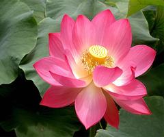 Lotus ภาพหน้าจอ 1