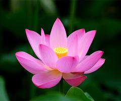 Lotus اسکرین شاٹ 2