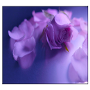 Purple Rose Live Wallpaper APK