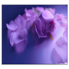Icona purple rose live wallpaper