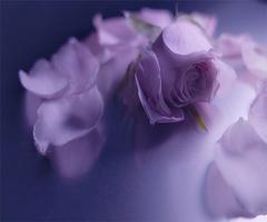 3 Schermata purple rose live wallpaper
