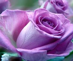 Poster purple rose live wallpaper