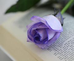 1 Schermata purple rose live wallpaper