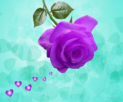 2 Schermata purple rose live wallpaper