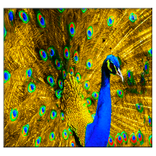 मोर रहते वॉलपेपर