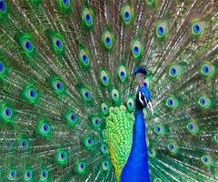 Pfau Live Wallpaper Screenshot 3