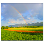 Rainbow Live Wallpaper biểu tượng