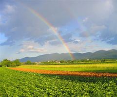 Rainbow Live Wallpaper 海报