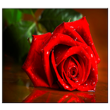 गुलाब के फूल वॉलपेपर रहते हैं