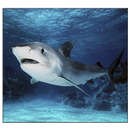 Shark Live Wallpaper APK