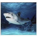 Shark Live Wallpaper