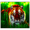 harimau hidup wallpaper