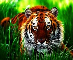 tigre live wallpaper Affiche