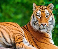 برنامه‌نما Tiger عکس از صفحه