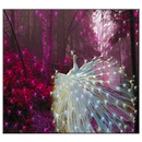 White Peacock Live Wallpaper APK