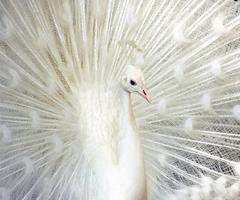 White Peacock Live Wallpaper ポスター