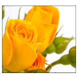 पीले लाइव वॉलपेपर गुलाब