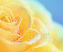 Yellow Rose Live Wallpaper Affiche