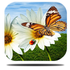 Solar butterfly Live Wallpap icon