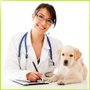 APK Sick Dog - Solution
