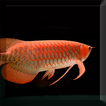 Arowana Fish LiveWallpaper