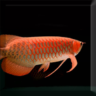 Arowana Fish LiveWallpaper icône