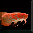 Arowana Fish LiveWallpaper APK