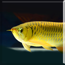 Arowana Gold LiveWallpaper APK