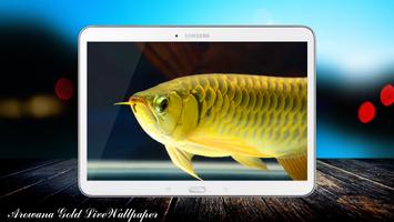 Arowana Gold LiveWallpaper Cartaz