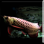 Dark Blue Arowana Fish LWP icono