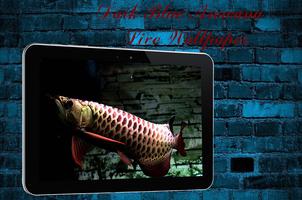 Dark Blue Arowana Fish LWP ảnh chụp màn hình 1
