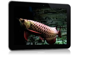 Dark Blue Arowana Fish LWP captura de pantalla 2