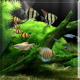 Lucky Fish Tank LiveWallpaper icône